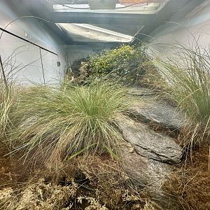 Lizard Lane - Empty Exhibit