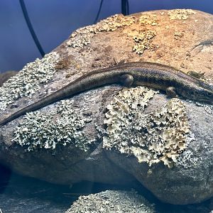 Otago skink (Oligosoma otagense)