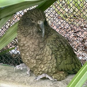 Kea (Nestor notabilis)