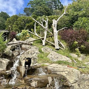Malayan Sun Bear Exhibit