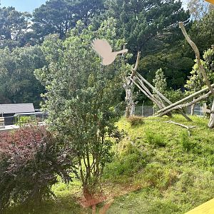 Malayan Sun Bear Exhibit (Viewing Window)
