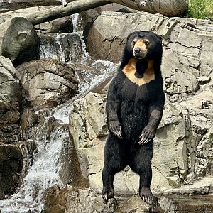 Sasa (Malayan Sun Bear)