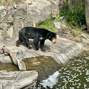 Sasa (Malayan Sun Bear)