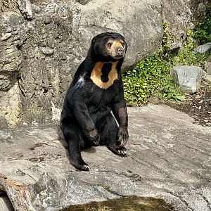 Sasa (Malayan Sun Bear)