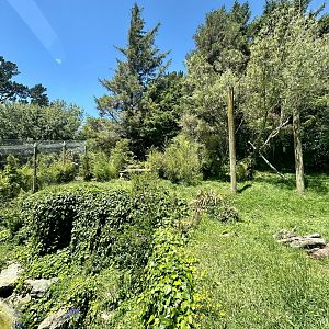 Main Sumatran Tiger Exhibit