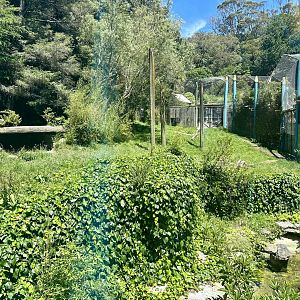 Main Sumatran Tiger Exhibit