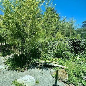 Main Sumatran Tiger Exhibit