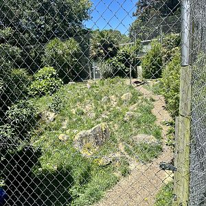 Small Sumatran Tiger Exhibit