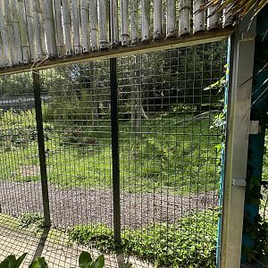 Sumatran Tiger Exhibit - Training Wall