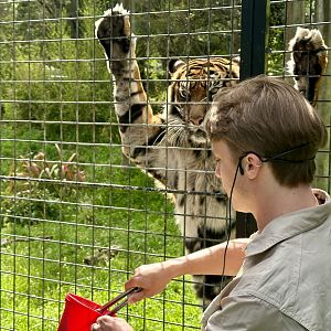 Senja (Sumatran Tiger) - Keeper Talk