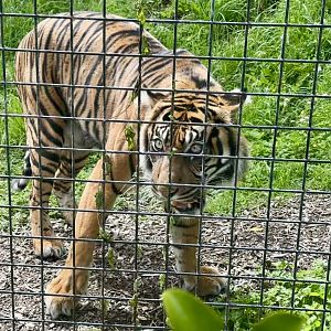 Senja (Sumatran Tiger)