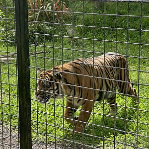 Senja (Sumatran Tiger)