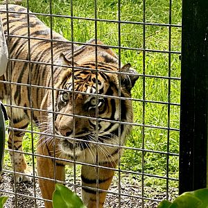 Senja (Sumatran Tiger)