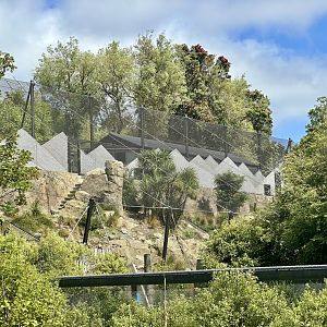 Snow Leopard Exhibit