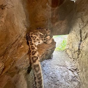 Snow Leopard Exhibit - Cave