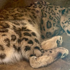 Manju (Snow Leopard)