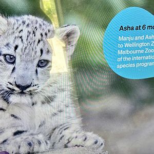 Snow Leopard Exhibit - TV Screen