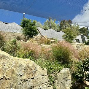 Snow Leopard Exhibit - Mountains