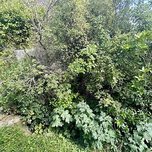 Nepalese Red Panda Exhibit 1
