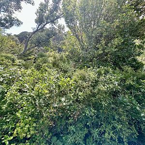 Nepalese Red Panda Exhibit 2