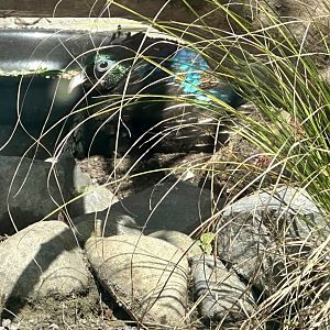 Himalayan monal (Lophophorus impejanus)