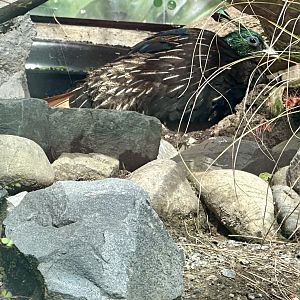 Himalayan monal (Lophophorus impejanus)