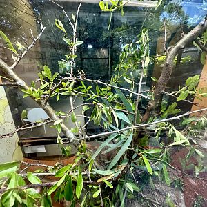 Goliath Stick Insect Exhibit