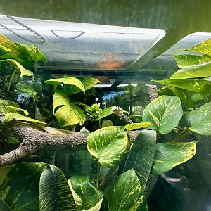 Madagascar Day Gecko Exhibit