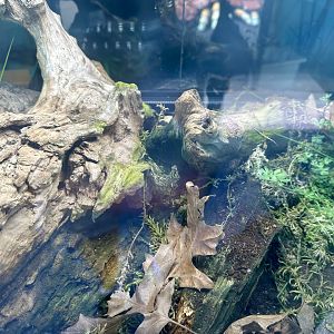 Giant African Millipede Exhibit