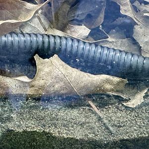 Giant African millipede (Archispirostreptus gigas)