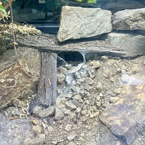 Chilean Rose Tarantula Exhibit