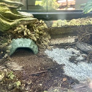 Emperor Scorpion Exhibit 1