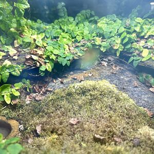 Emperor Scorpion Exhibit 2