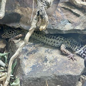 Leopard gecko (Eublepharis macularius)