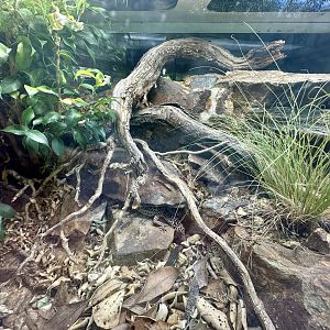 Leopard Gecko Exhibit