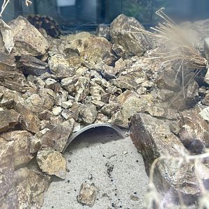 Mexican Red-knee Tarantula Exhibit