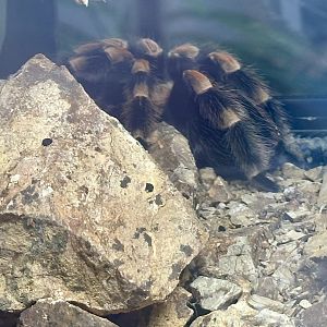 Mexican Red-knee tarantula (Brachypelma hamorii)