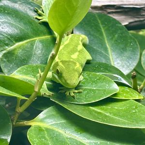 Wellington green gecko (Naultinus punctatus)