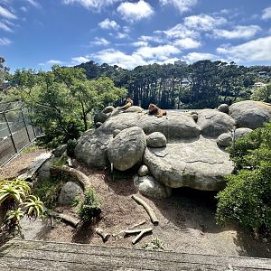 African Lion Exhibit - Kopje