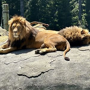 Jelani and Sadiki (African Lions)