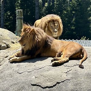 Jelani and Sadiki (African Lions)
