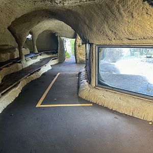African Lion Exhibit - Viewing Cave