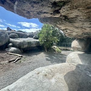 African Lion Exhibit - Viewing Window