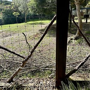 Lowland Nyala Exhibit