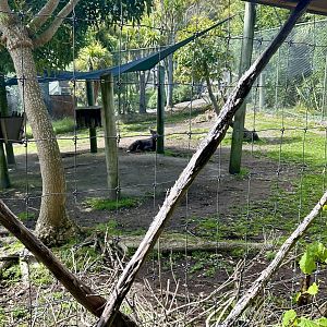 Lowland Nyala Exhibit