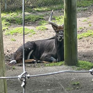 Lowland Nyala (Bull)