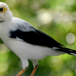 Black-winged Myna (Acridotheres melanopterus)