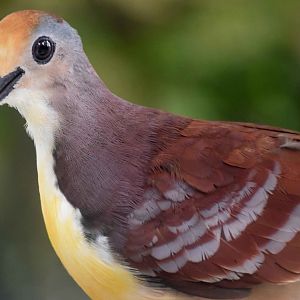 Cinnamon Ground Dove (Gallicolumba rufigula)