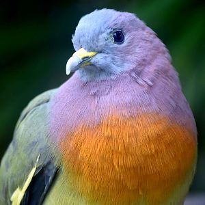 Pink-necked Green Pigeon (Treron vernans)