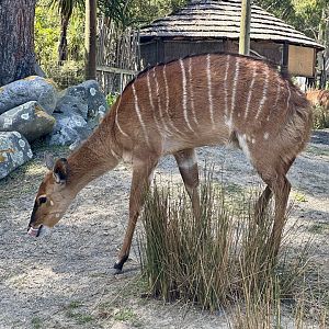 Lowland nyala (Tragelaphus angasii)